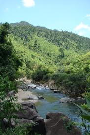 dong_suoi_trong_rung