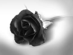black_rose