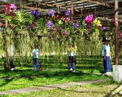 orchid_farm