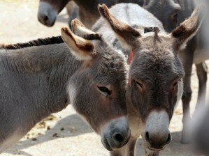 donkeys