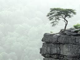lone_tree