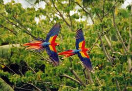 costa_rica_birds