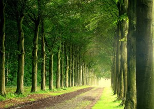 loi_di_duoi_hang_cay