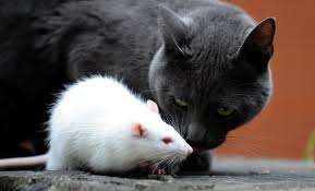 cat-rat