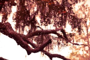 distorted_thoughts-jinxyjess