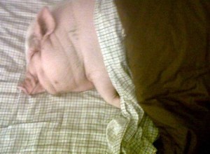 pig_in_bed