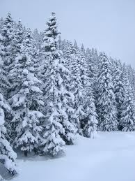 pine_trees_in_winter