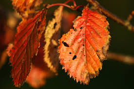 autumn_leaves