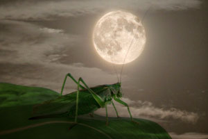 cricket_moon