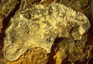 ngan_hanh_bach_qua_5