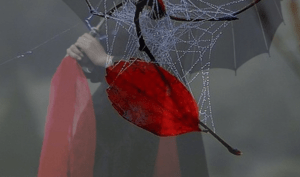 red_leaf_spider_web