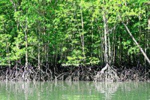 mangrove_forest