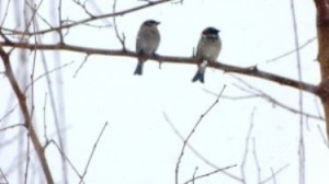 chim_trong_tuyet_michigan-duyen