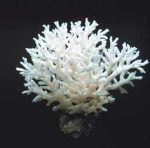 coral_2