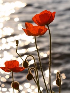 poppy_flower