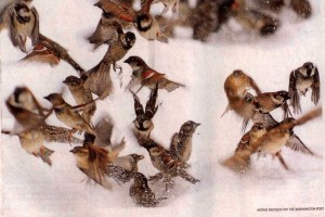 in_a_flurry-astrid_riecken