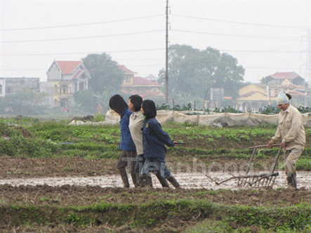 phu_nu_cay_thay_trau