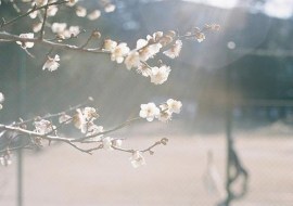 hoa_dao_truoc_gio_dong