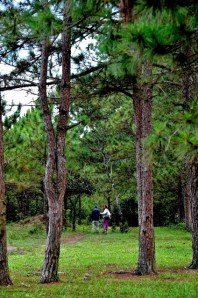 nguyen_duc_son-phuong