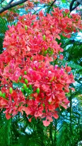 hoa_phuong_truoc_ngo_nha_lai_hong