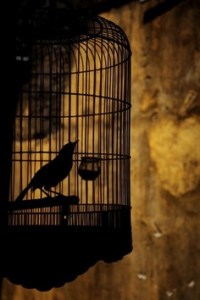 the_caged_bird
