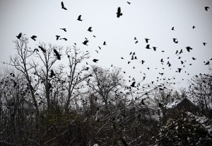 crows