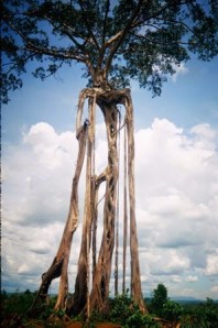 cay_co_thu_o_daknong-nguyen_hang_tinh