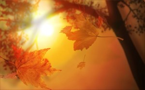 autumn_maple_leaf_leaves