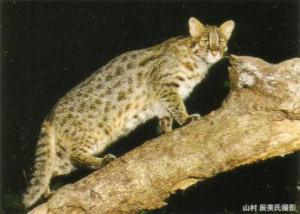 leopard_cat