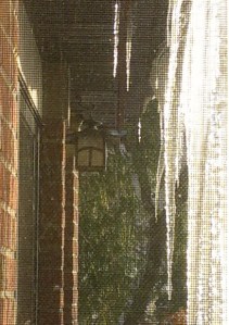 nuoc_da-duyen_michigan