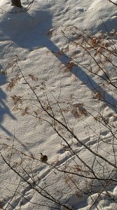 tuyet-duyen_michigan