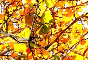 analagous_color_scheme_2