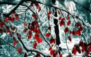 red_leaves-winter