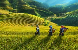 vung_tay_bac_viet_nam