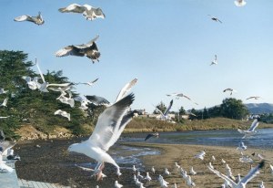 california_seagulls