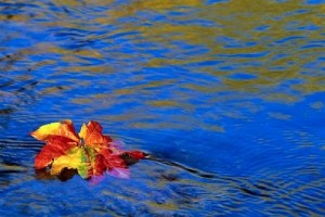 maple_leaf_floating_on_river