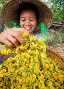 thieu_nu_chau_phu_hoa_vang