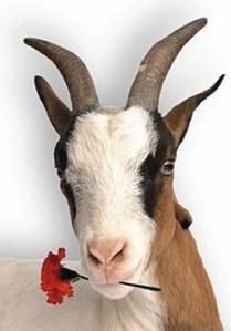 goat_flower