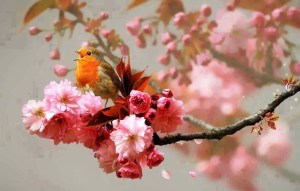 chim_hot_tren_canh-ttlh