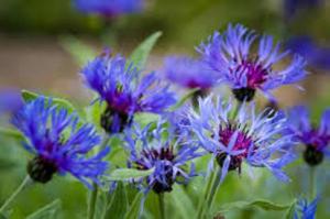 cornflower