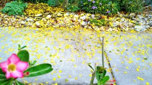 hoa_rung_vuon_nha-ttlh