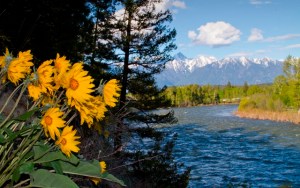 hoa_vang_no_ven_song