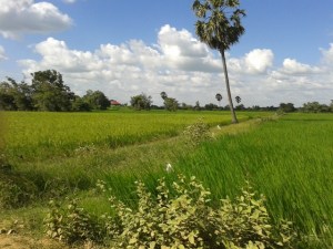rice_field-siem_reap-lam_hao_dung