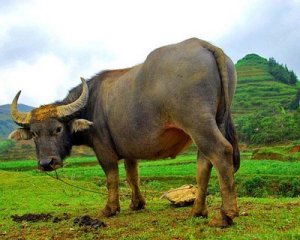 vietnamese_buffalo