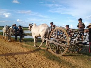 cow_cart-siem_reap