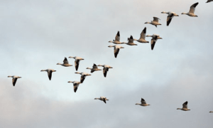 snow_geese