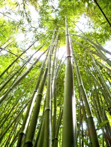 bamboo