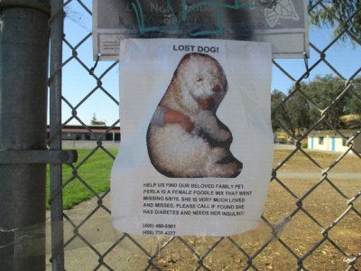 lost_dog