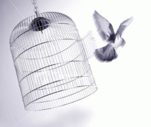 tu_do_chim_tung_canh