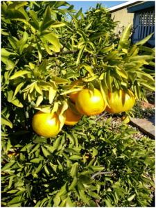 quyt_vuon_nha_tran_huy_sao